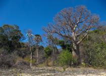 <p> Pachyderma and baobab. </p>